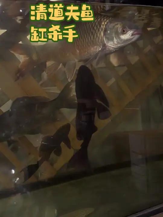 清道夫鱼缸杀手专杀观赏鱼#清道夫消灭计划