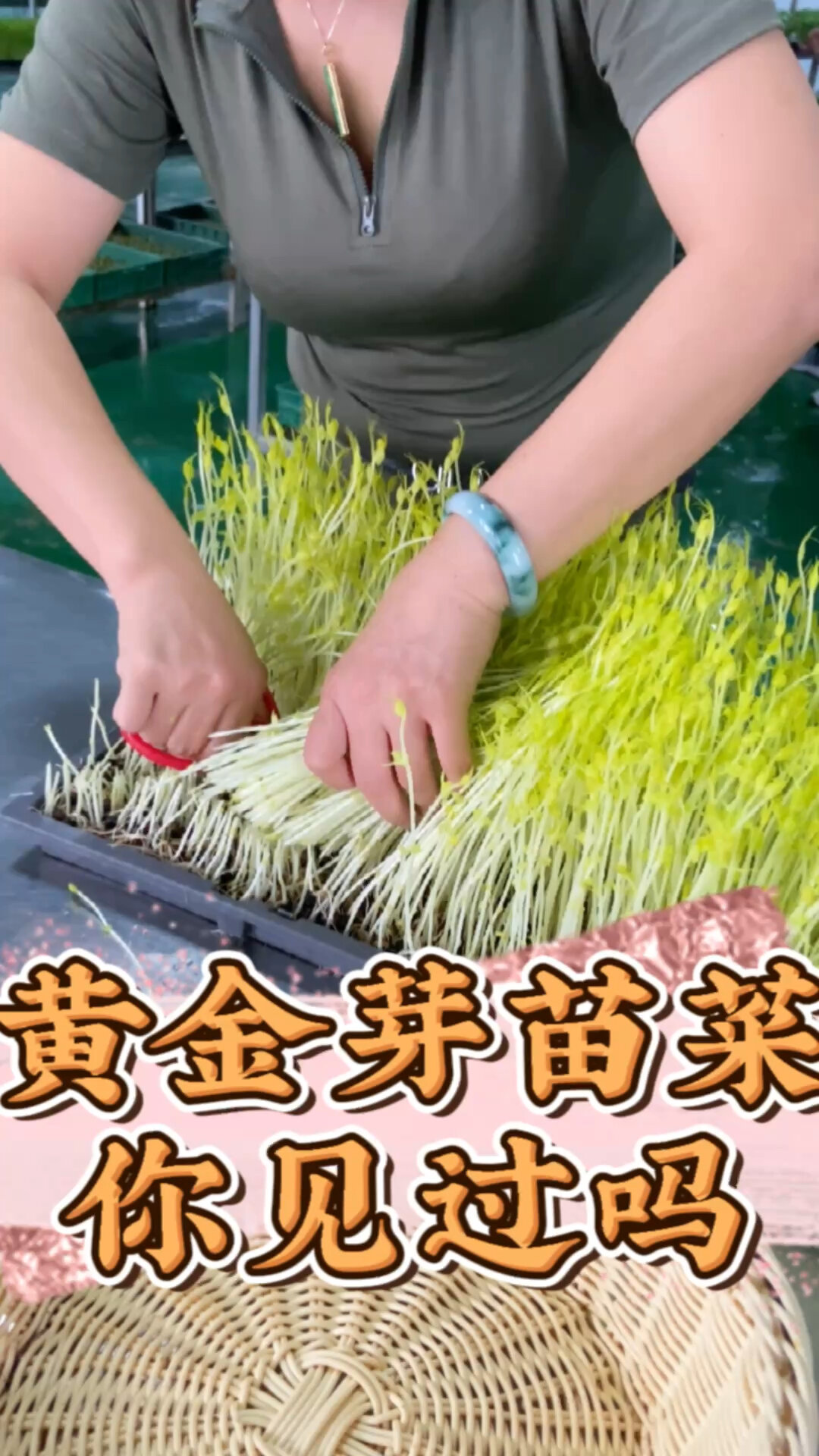 黄金芽苗菜你见过吗