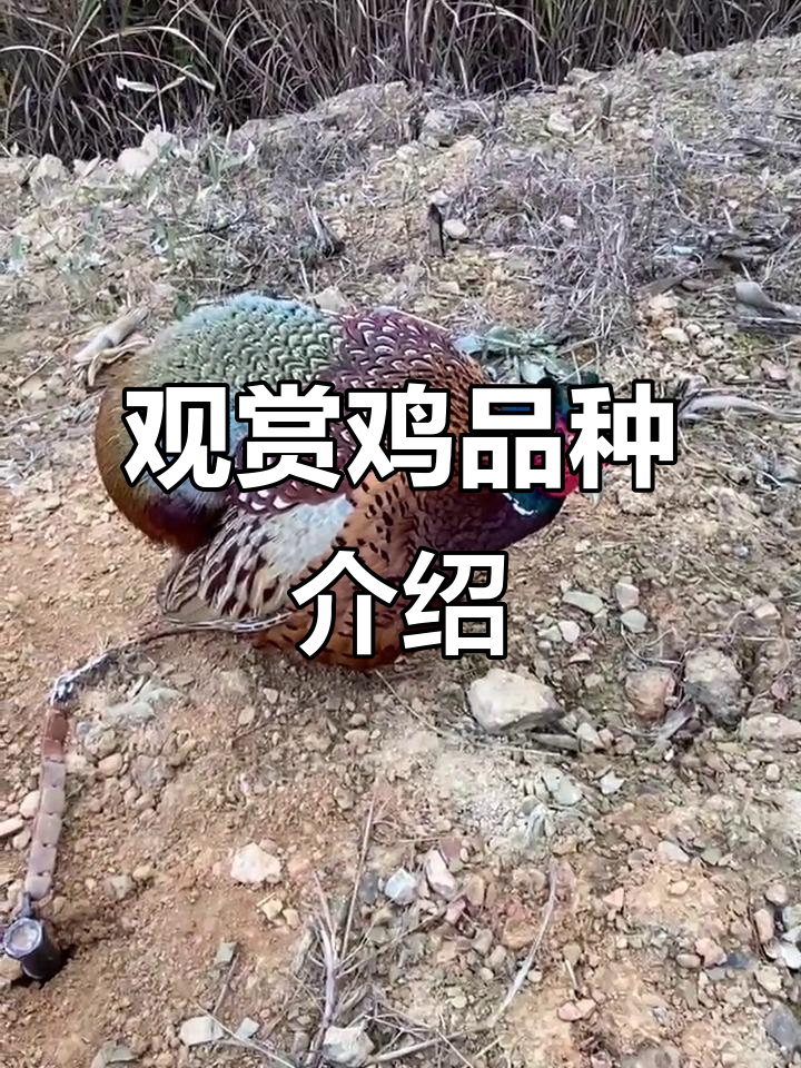 观赏鸡的魅力与乐趣，了解不同品种的特点