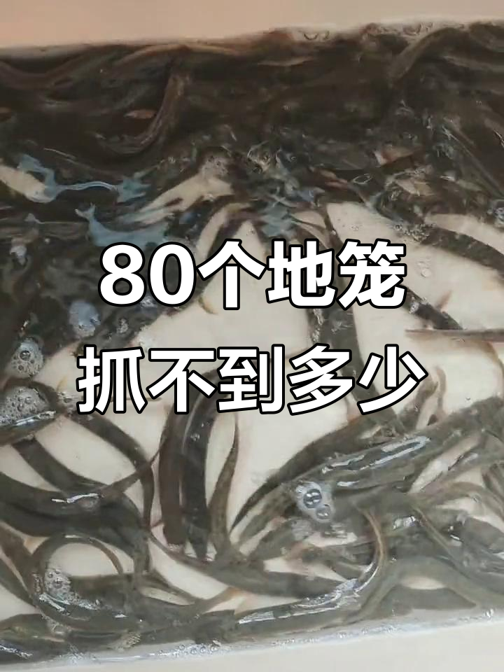 80个地笼捕捞成果少,桃花鱼值八块钱