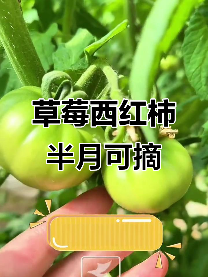 兰山草莓西红柿半个月后采摘,南山也快熟了