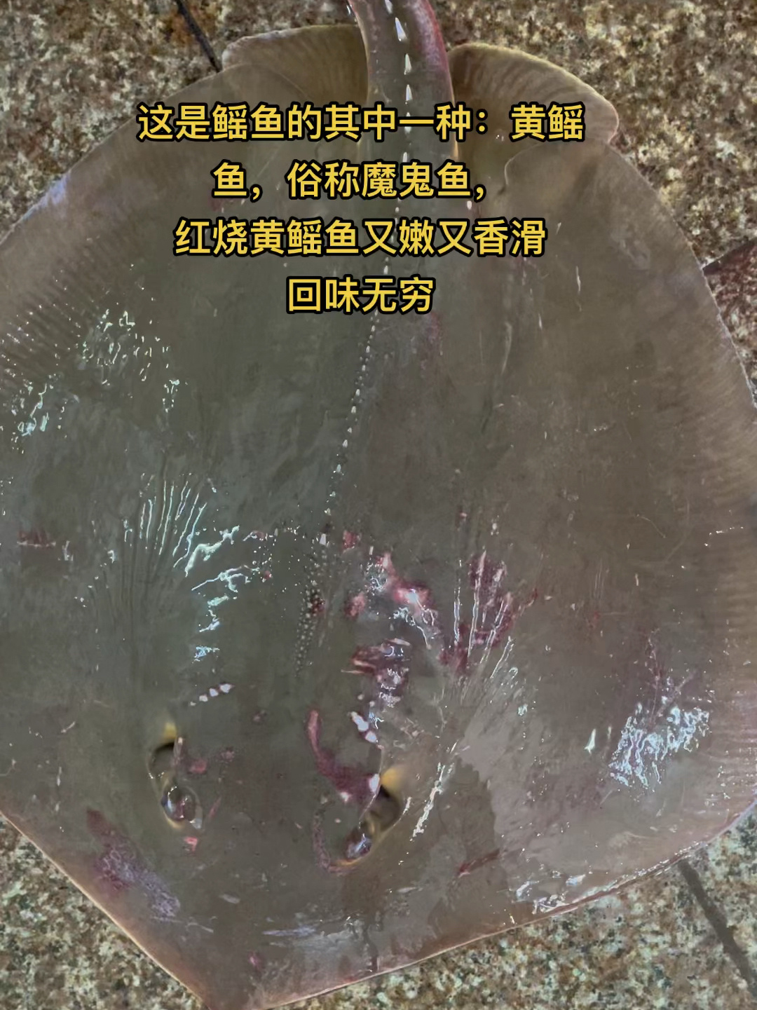 黄鳐鱼又叫魔鬼