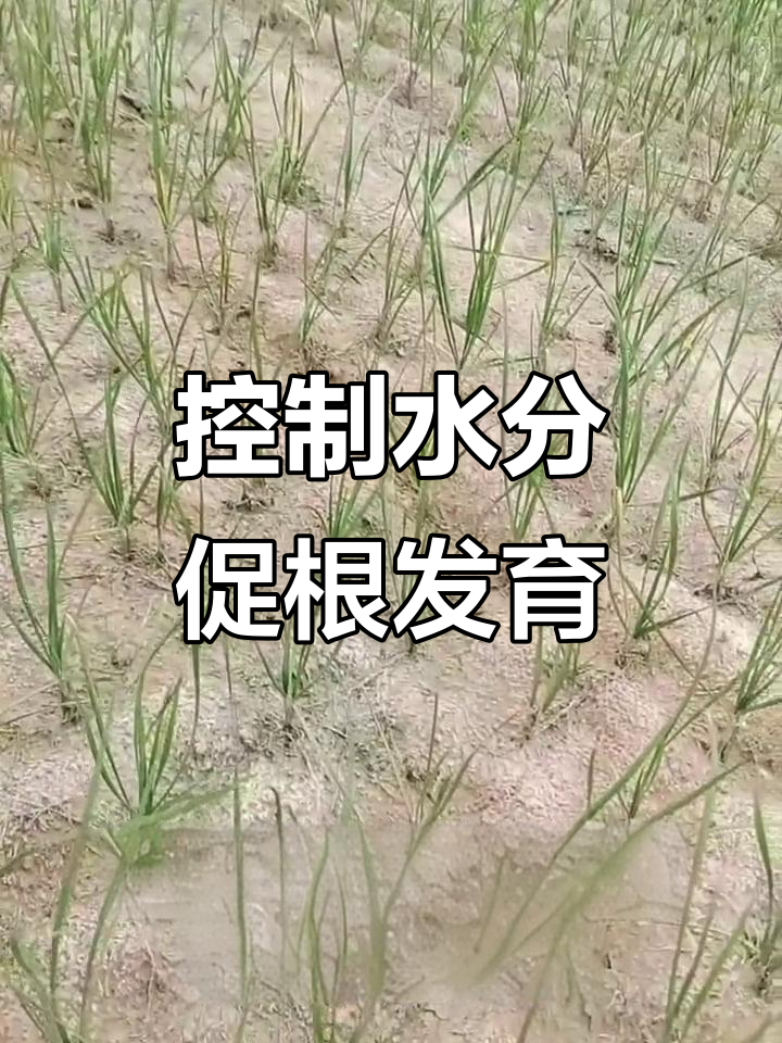韭菜苗期控水技巧,掌握这些让幼苗更健壮