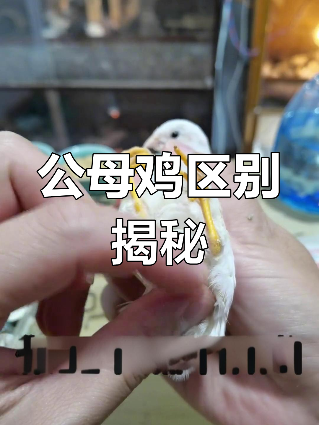 公鸡母鸡大不同,看看这些细节你发现了吗?