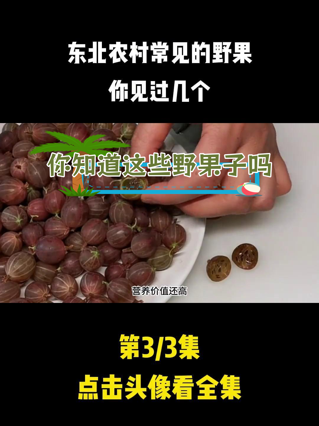 东北农村常见野果,吃过几种?