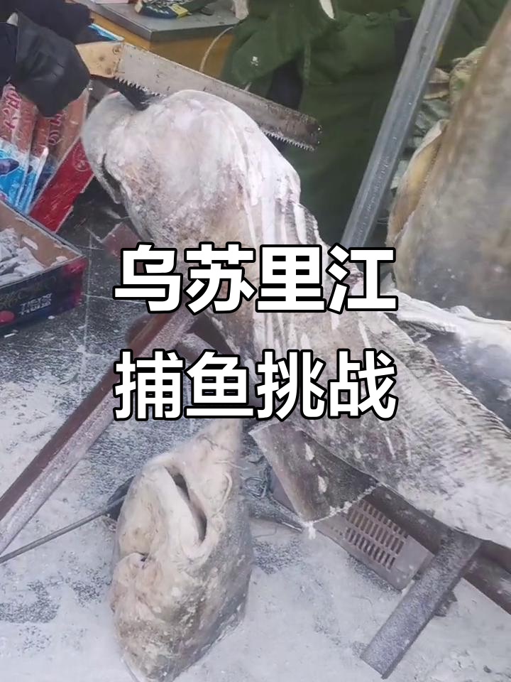 乌苏里江捕鱼大作战,巨型鲶鱼和黄鱼的惊险捕捉