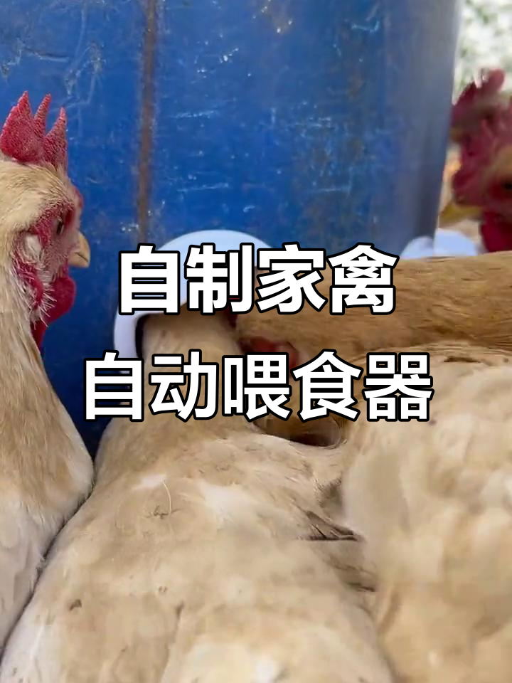 垃圾堆变宝,养鸡小伙DIY自动喂食器,省心又高效