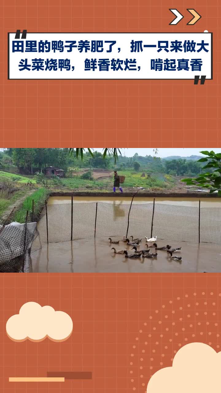 田里的鸭子养肥了,抓一只来做大头菜烧鸭,鲜香软烂,啃起真香