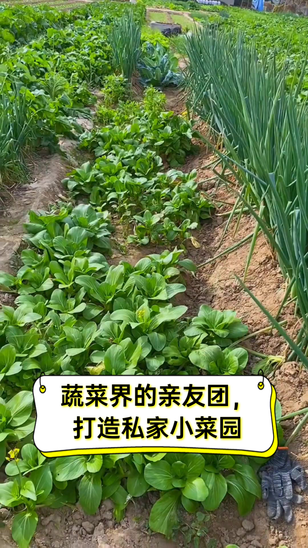 蔬菜界的亲友团,打造私家小菜园