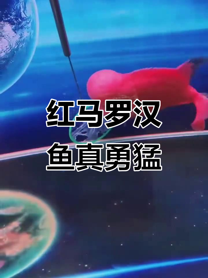 这只红马太凶猛了,罗汉鱼也能这么霸气!
