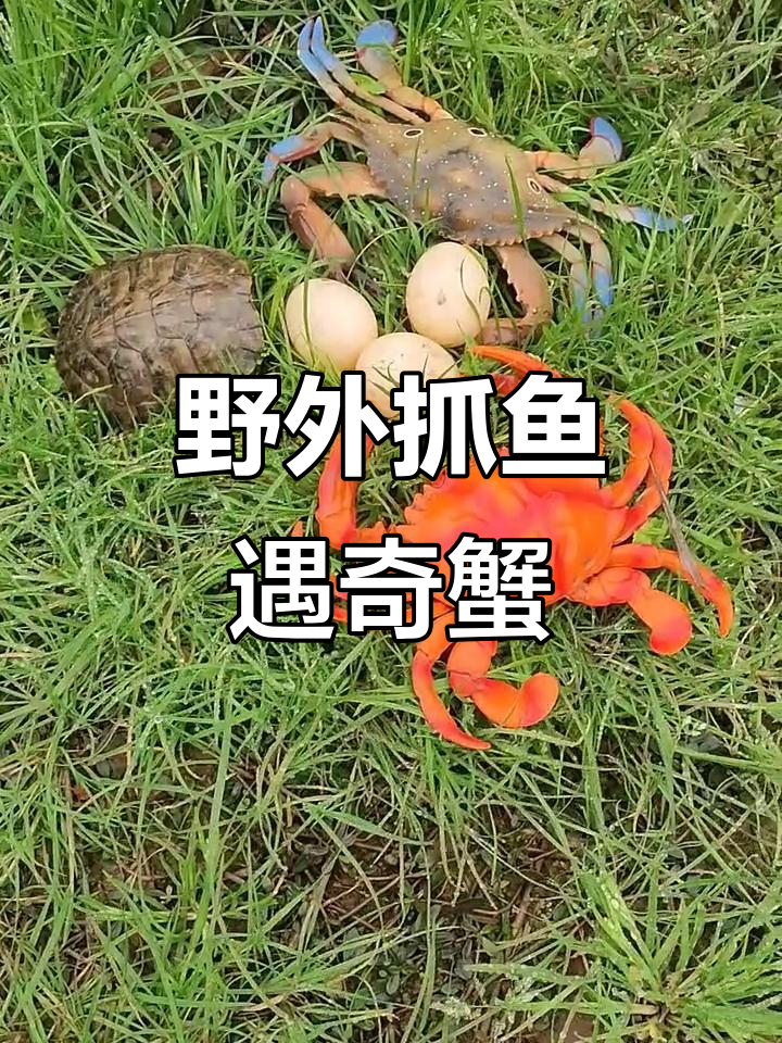 户外抓鱼虾,意外发现七彩螃蟹和卡通龟抢蛋