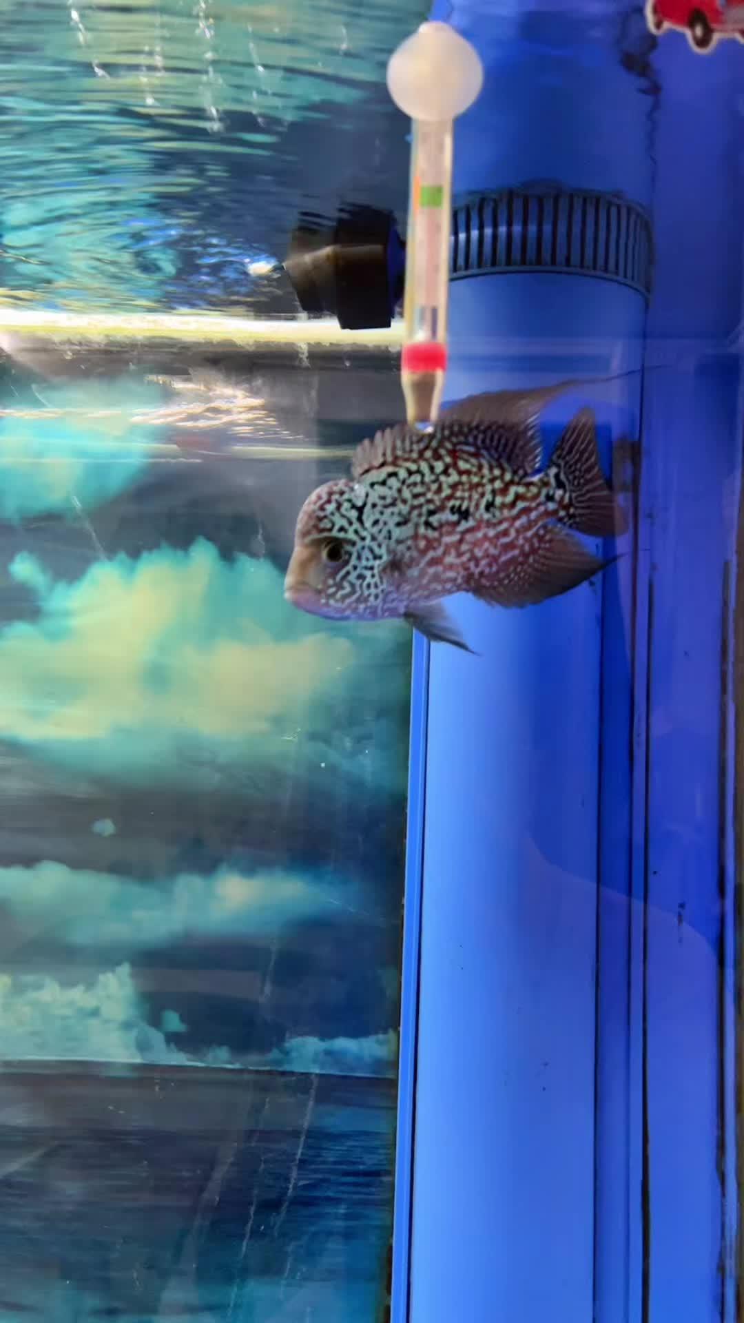 我的金花罗汉鱼