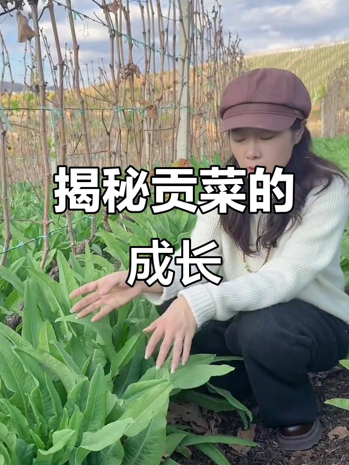 探秘云南贡菜生长过程,原来是这样长高的!