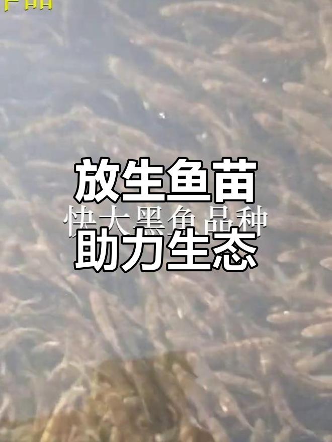 深圳与中山鱼苗场，放生鱼类助力生态