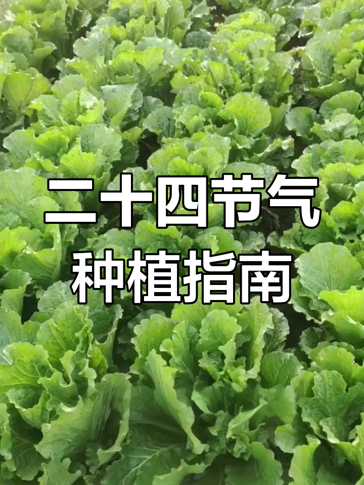 24节气种菜时间表,掌握这些技巧增产又增收