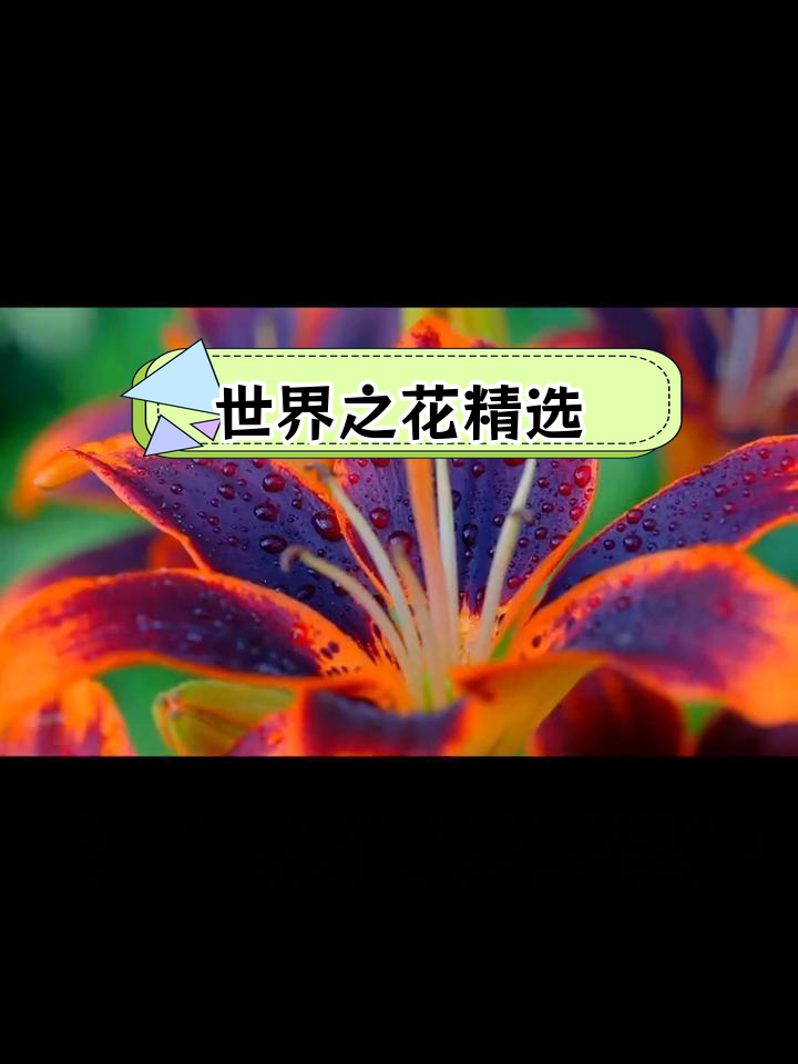 世界上最美丽的稀有花朵