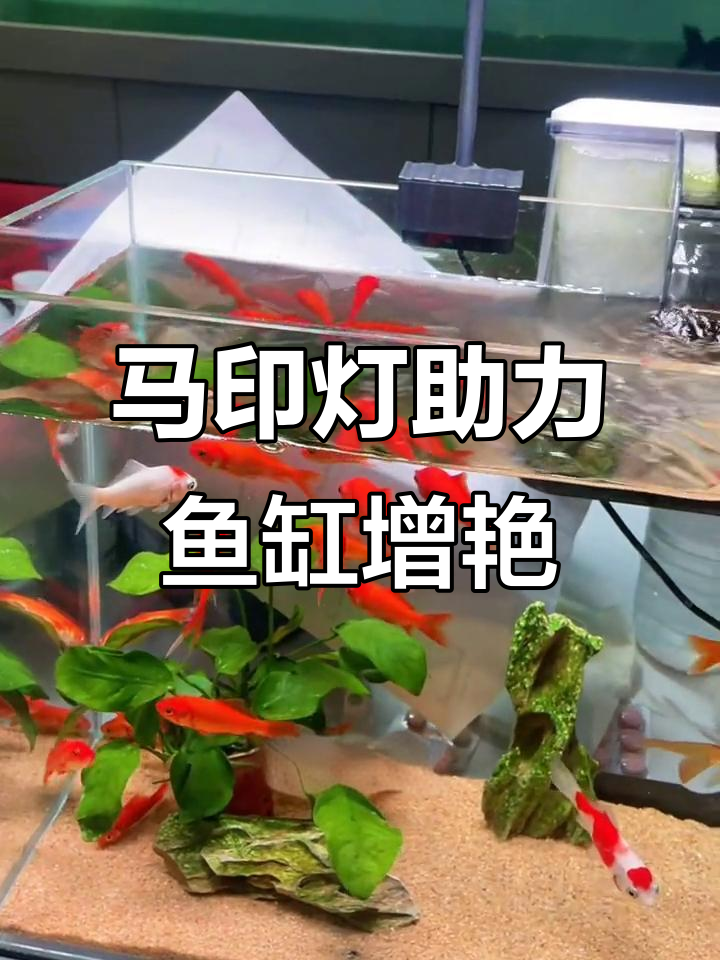 鱼缸增色利器,马印天王灯光让水草更绿、鱼儿更红