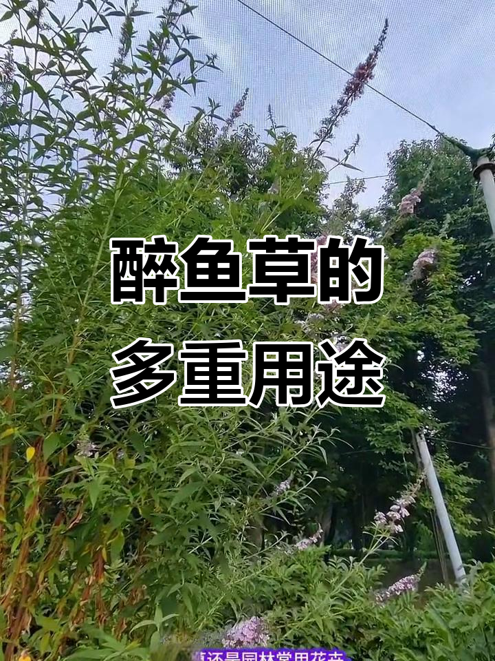 醉鱼草:渔夫的神奇捕捞工具,花朵艳丽又可入药