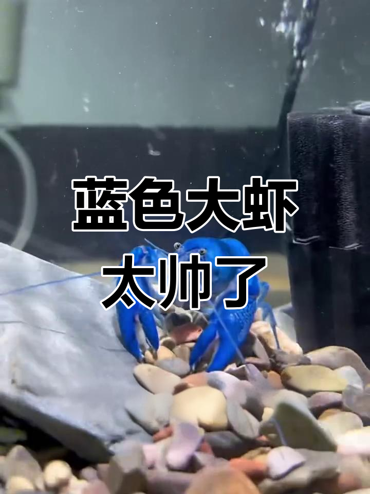 人工天空蓝魔虾:凶猛又帅气,但并不聪明