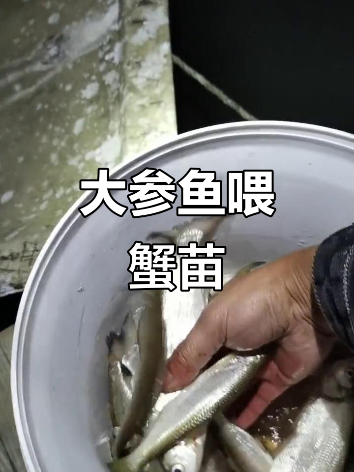 大参鱼无人问津,竟被用来喂蟹苗
