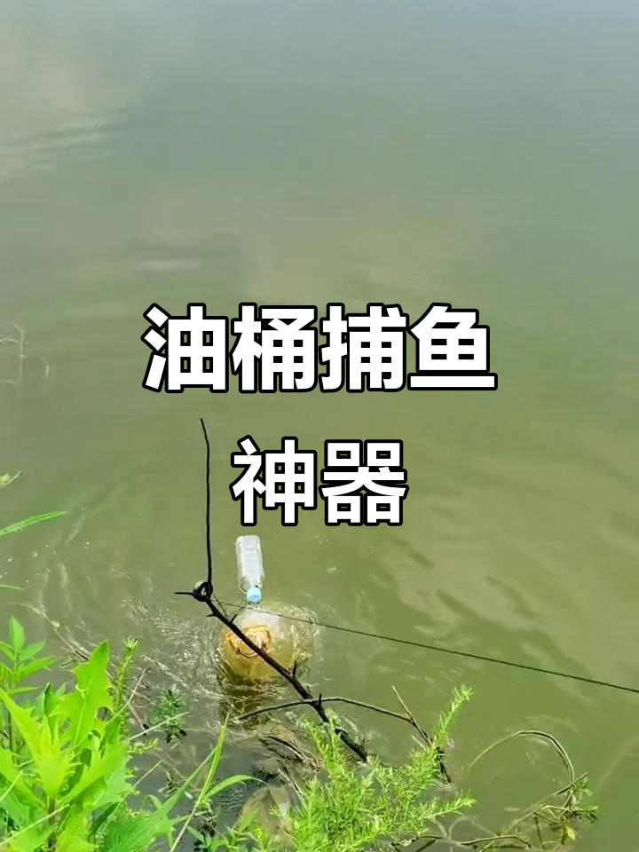 用油桶做捕鱼神器,竟然抓到了麦穗鱼!