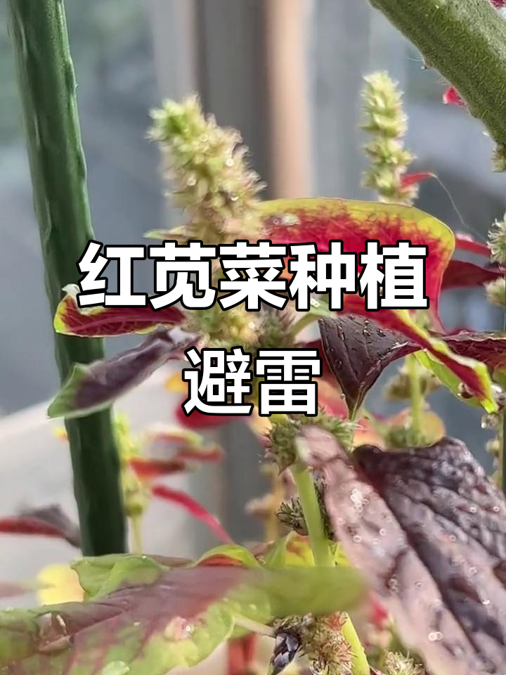 深圳降温,红苋菜开花不长叶,现在种只能看花不能吃
