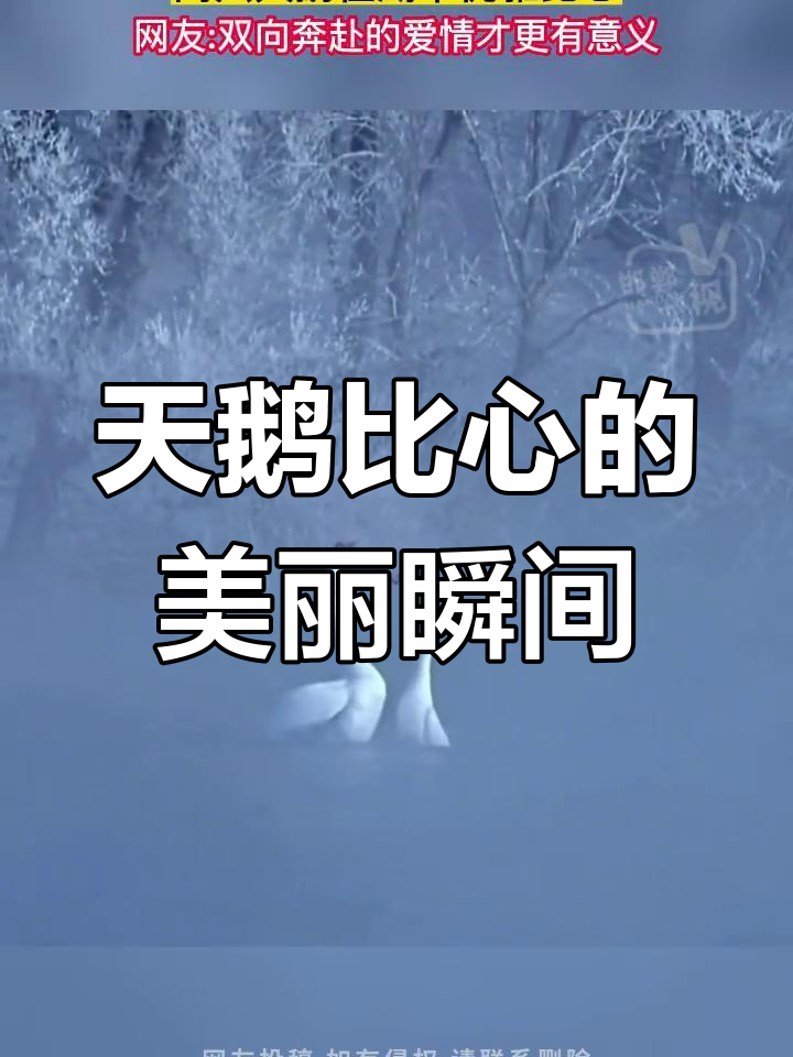 两只天鹅湖中浪漫比心,双向奔赴的爱情太美了