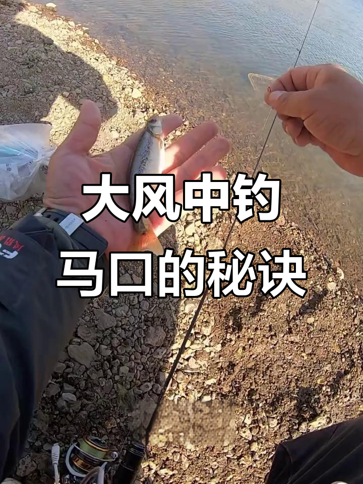 风大如何钓马口?柳根鱼技巧揭秘
