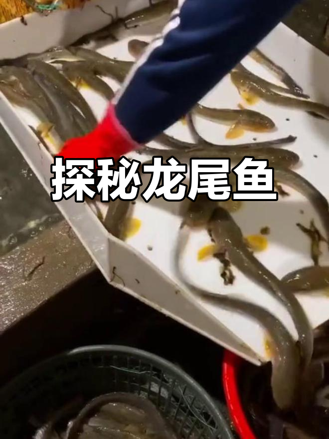 龙尾鱼揭秘:为何叫龙尾?沙光鱼的独特美味与传说