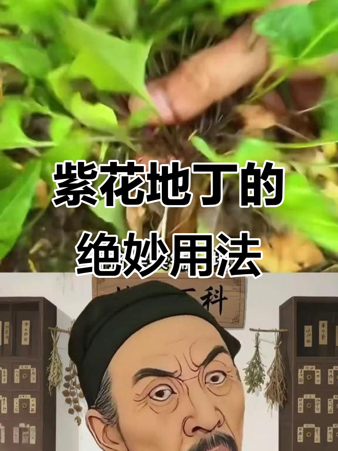 紫花地丁不止能炒鸡蛋,还能做这个美味汤!