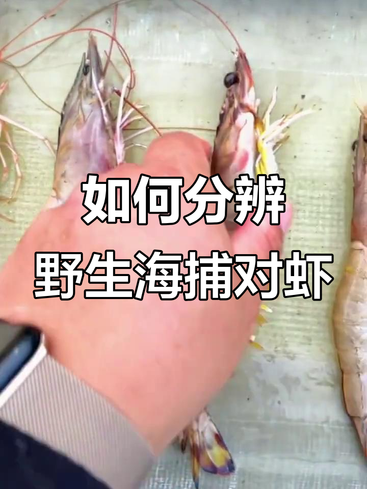 威海渤海湾大对虾与南美白对比，如何辨别真假