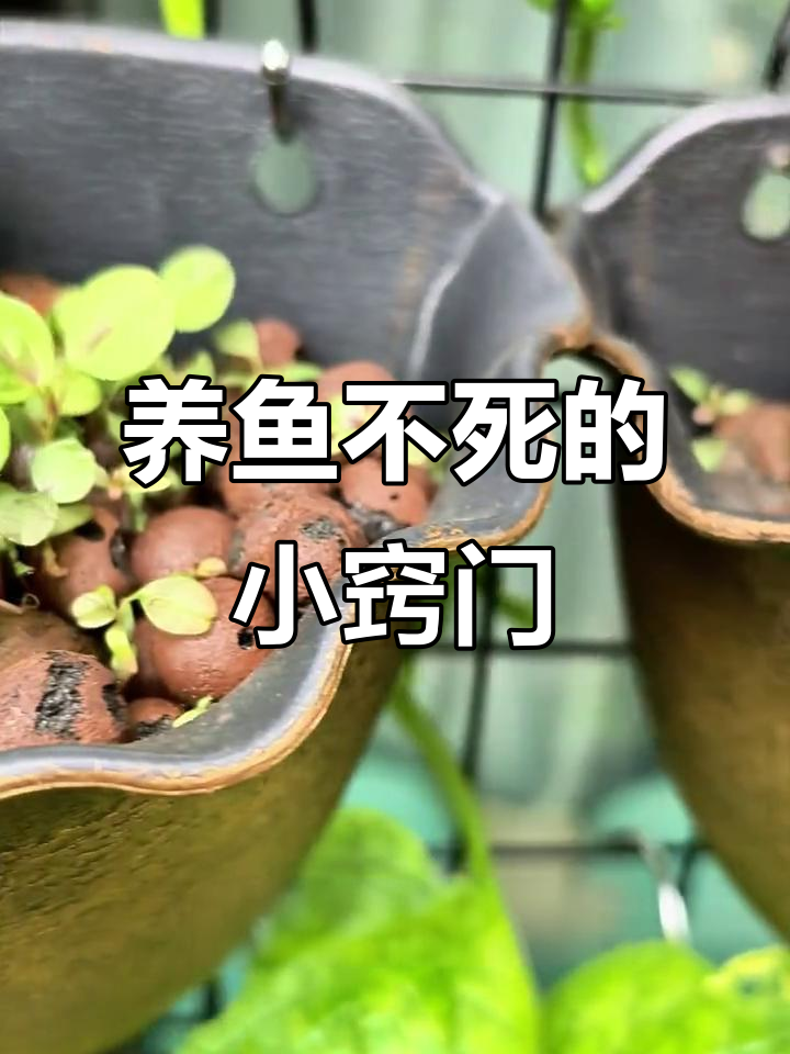 鱼菜共生让养鱼更简单，降低死亡率有妙招