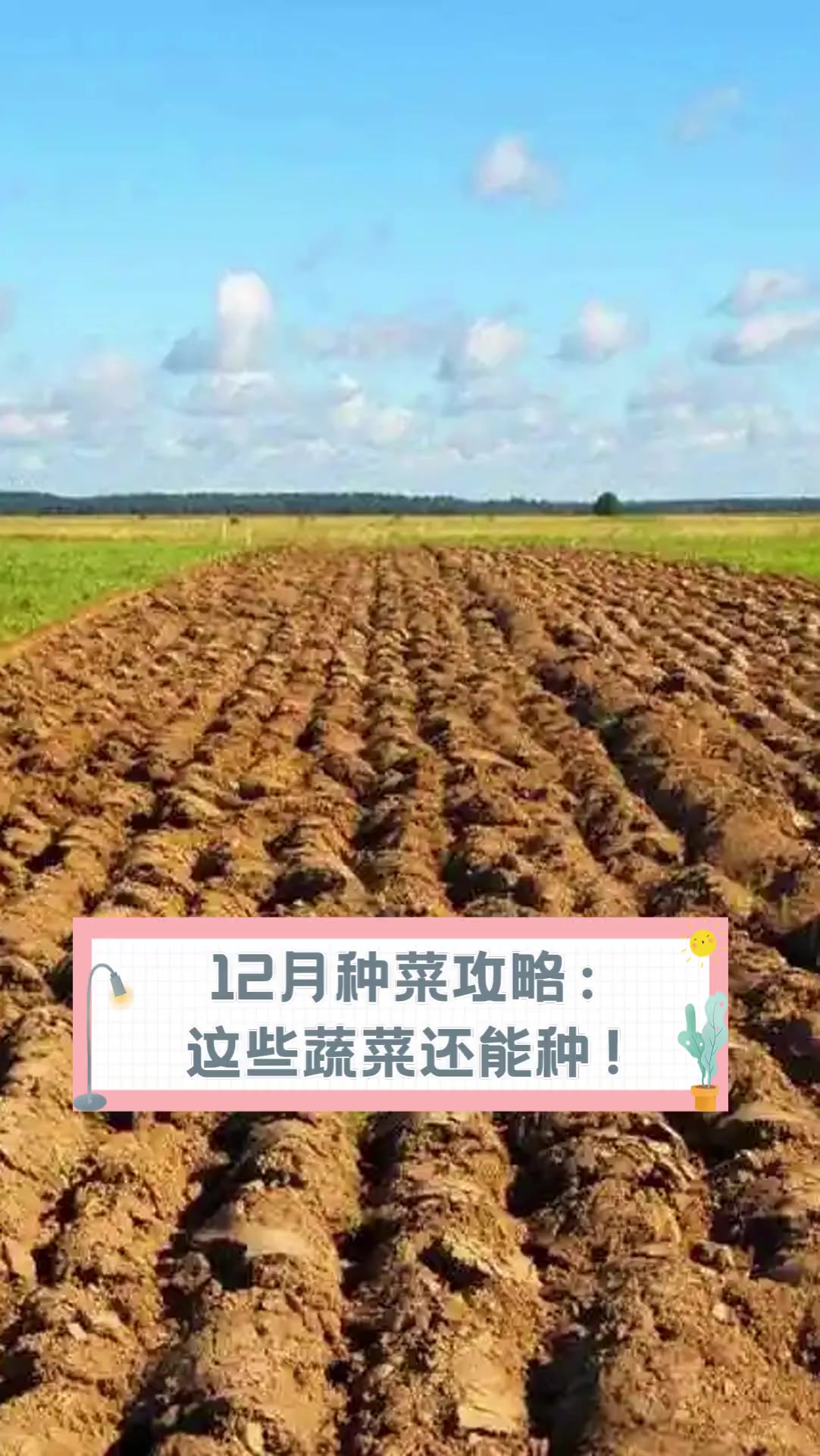 12月种菜攻略:这些蔬菜还能种!