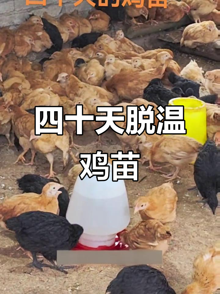 四十天土鸡苗,已经长到半斤多,野外放养真能增重