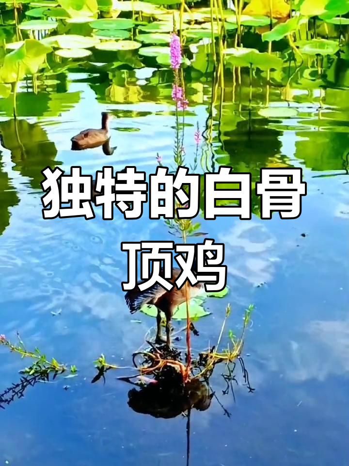 白骨顶鸡,黑羽白头,独特水鸟非鸭