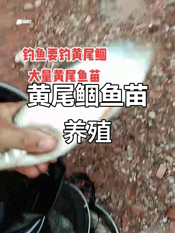 10公分黄尾鲴鱼苗,养一年变斤货