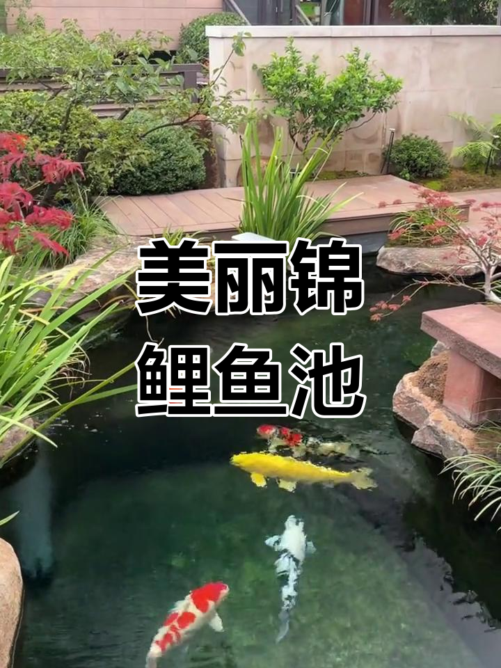 打造自然生态锦鲤鱼池