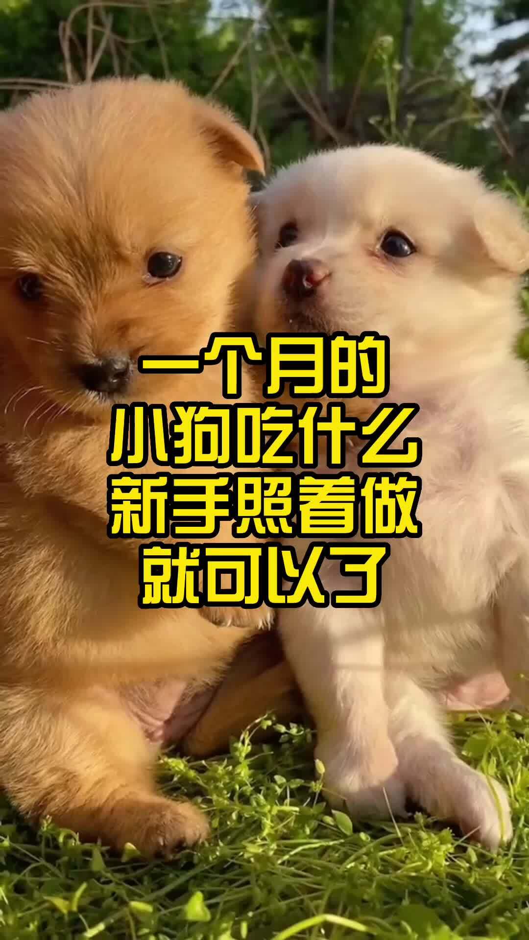 一个月的小狗吃什么?新手照着做就可以了