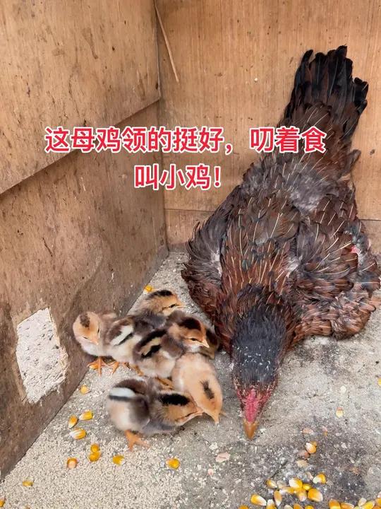 这母鸡领的挺好,叨着食叫小鸡!