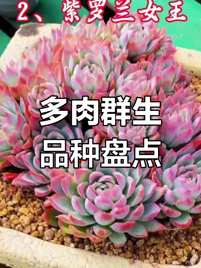 容易养成群生的多肉植物,看看你养了几种?