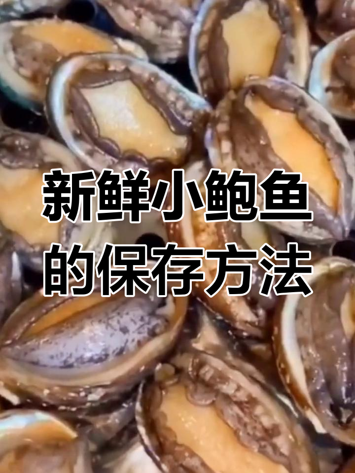 鲜活鲍鱼如何储存?教你一招轻松保鲜