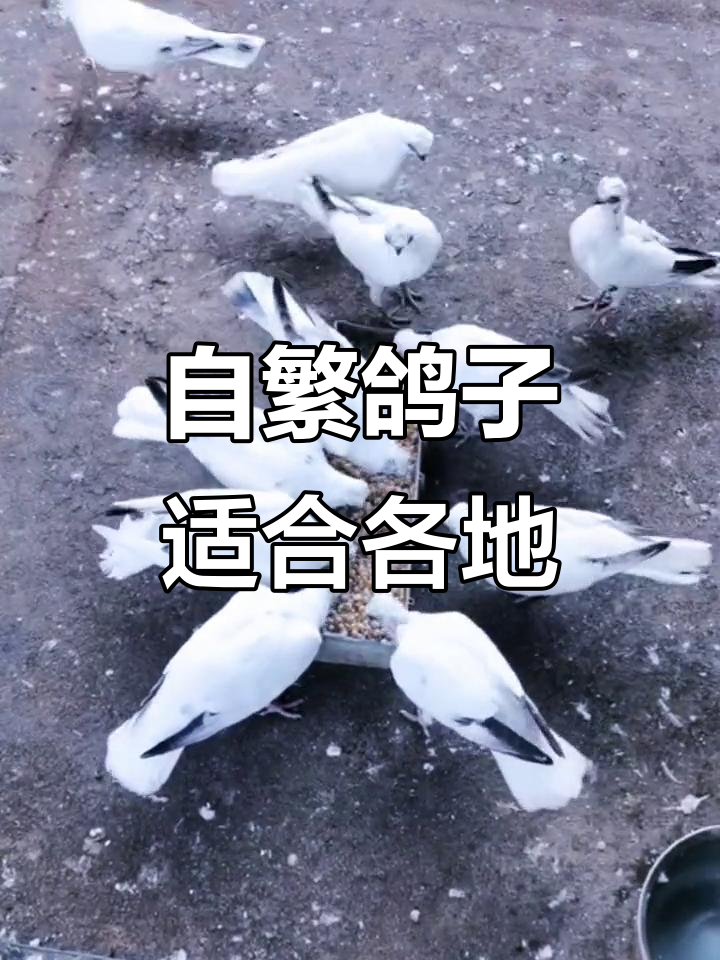 熊猫金鱼与观赏鸽:全国可养,自繁自育