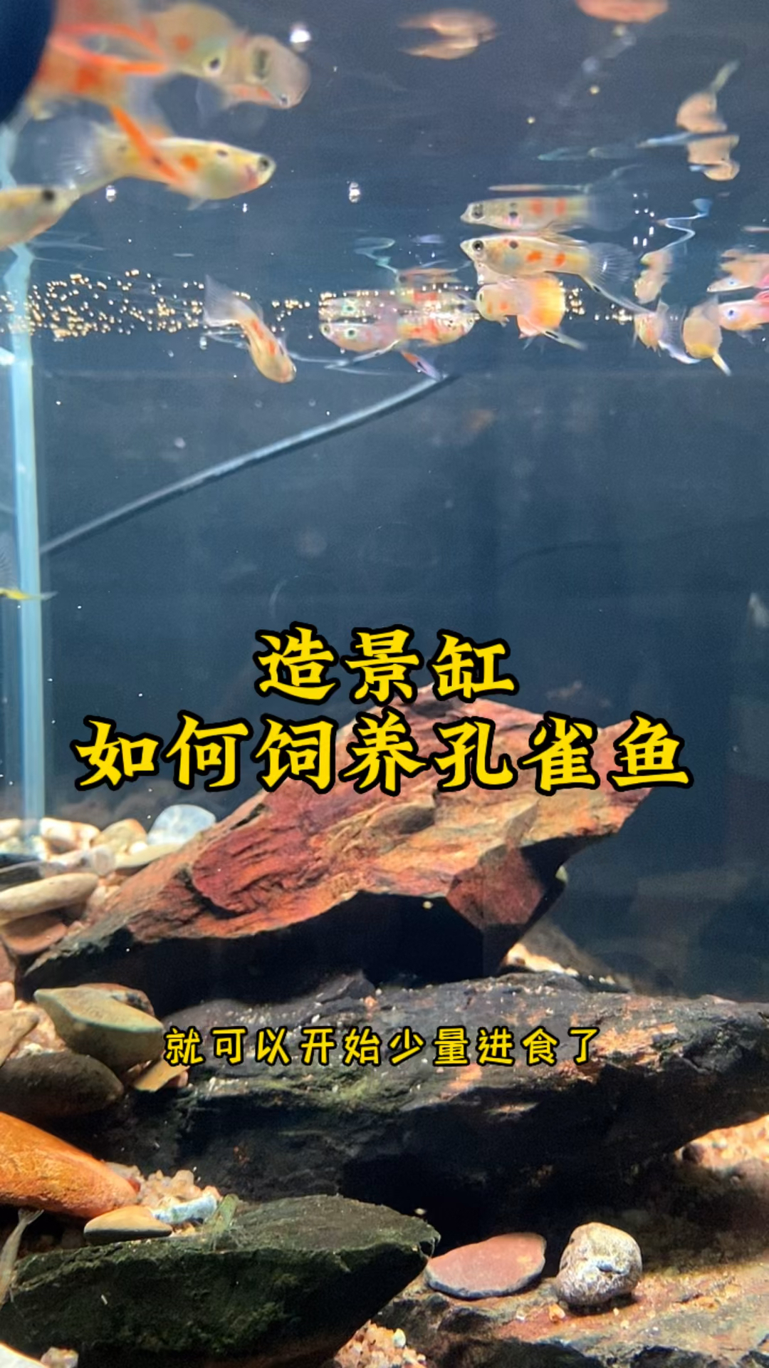 造景缸如何养好孔雀鱼?