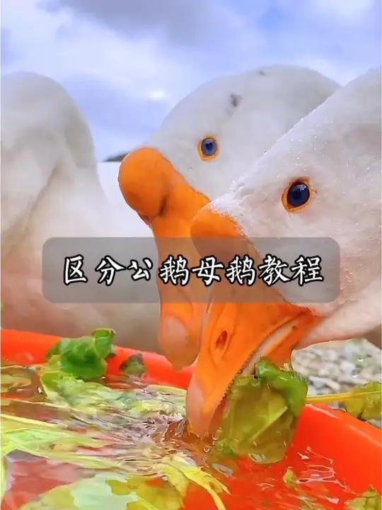 农民入门指南之区分公鹅母鹅教程#三农 #涨知识 #这就是农村的生活 #大鹅 #青年大学习