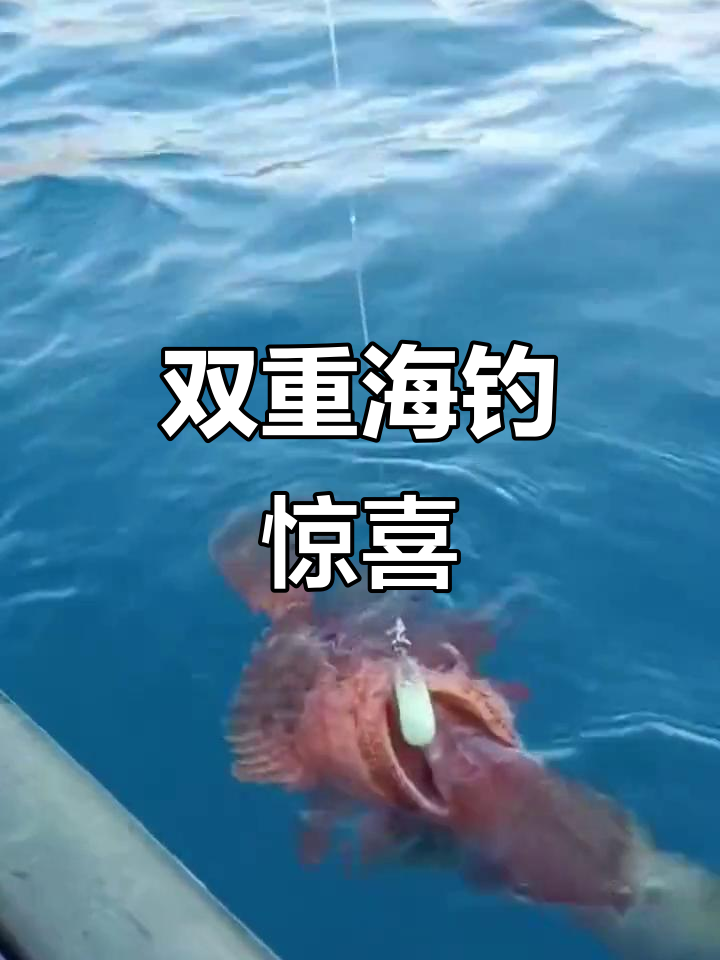 海钓意外收获,鱿鱼与石公鱼的双重惊喜!