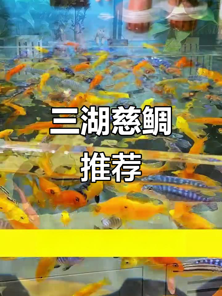 预算有限?试试三湖慈鲷,既美又易养!