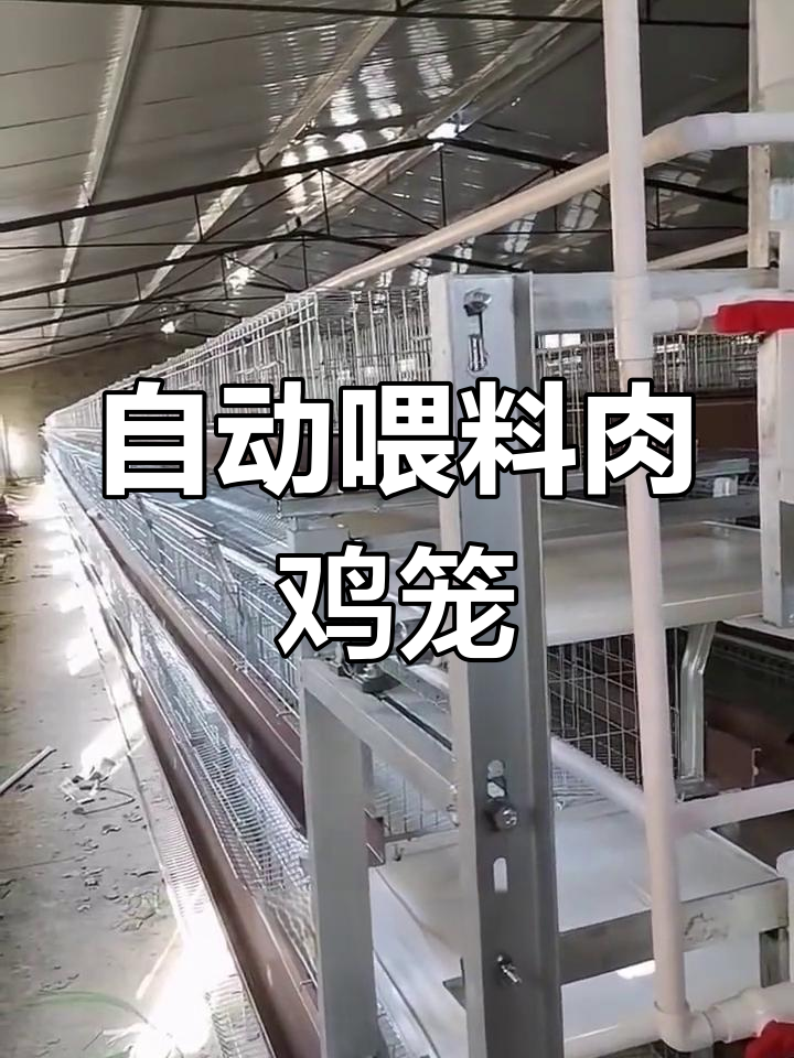 定制肉鸡笼设备,自动化养殖解决方案