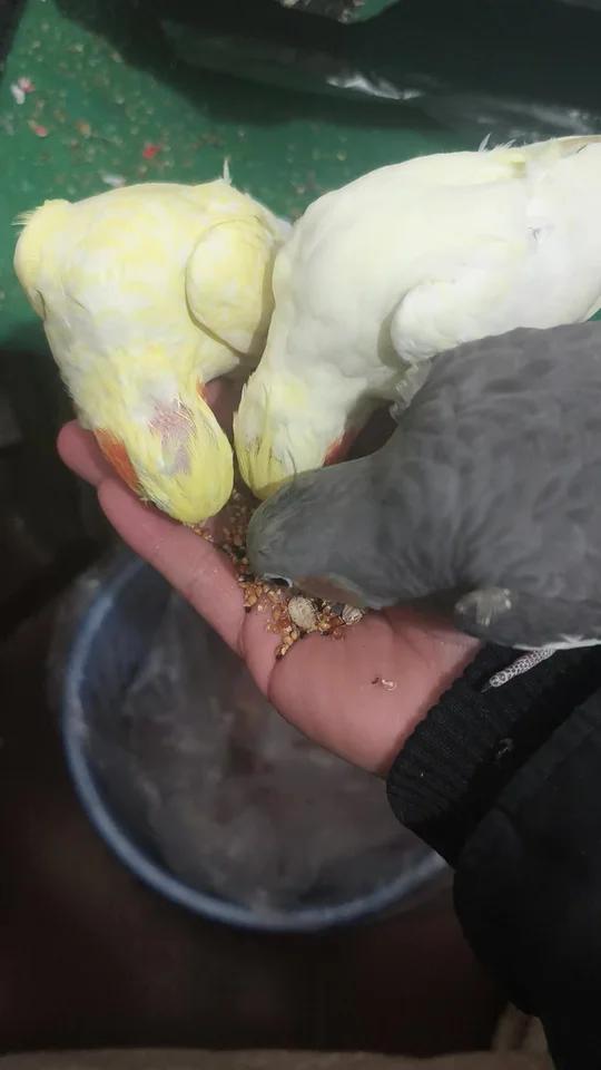 分享你养鸡的的一张图片