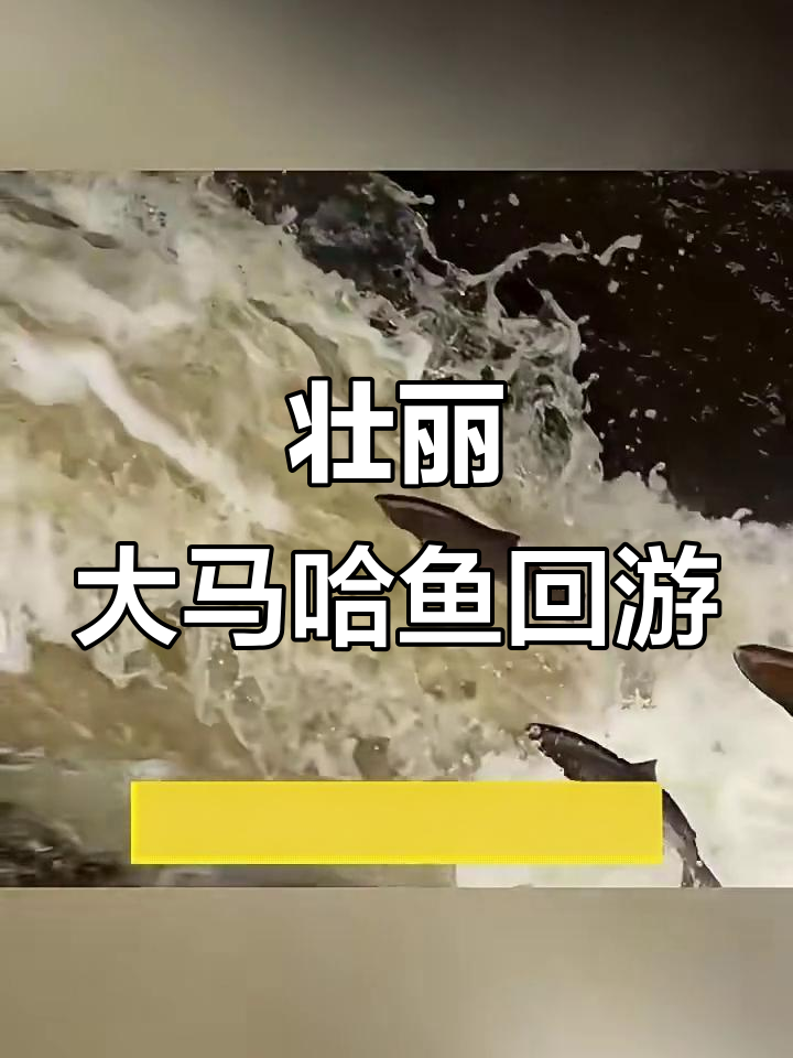 大马哈鱼逆袭三千公里,生死时速的回家之旅