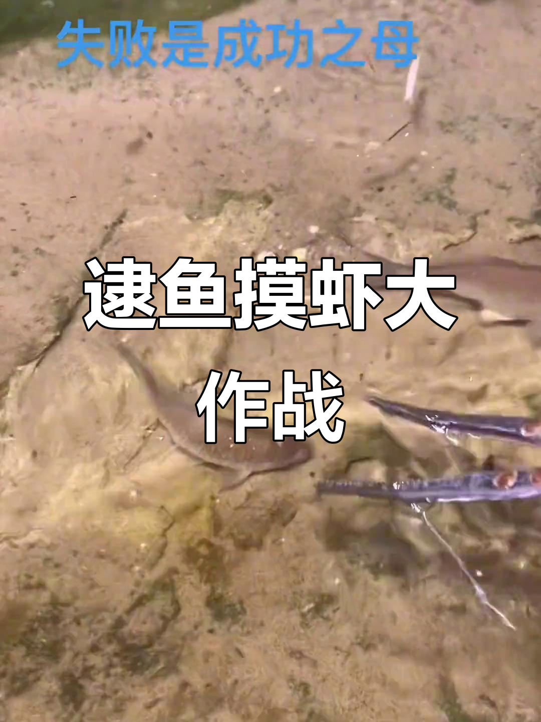 排水渠里抓鱼,马口鲫鱼一网打尽!今晚九点直播精彩不断